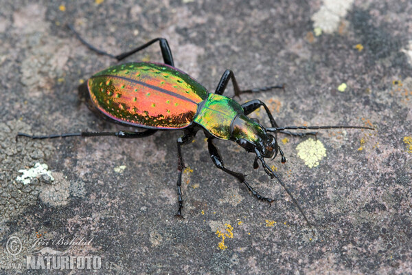 Laufkäfer (Carabus rutilans)