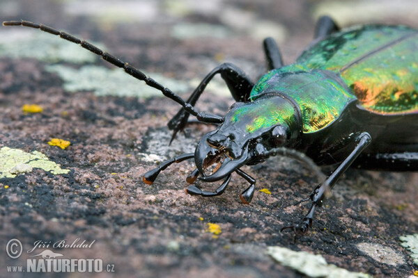 Laufkäfer (Carabus rutilans)