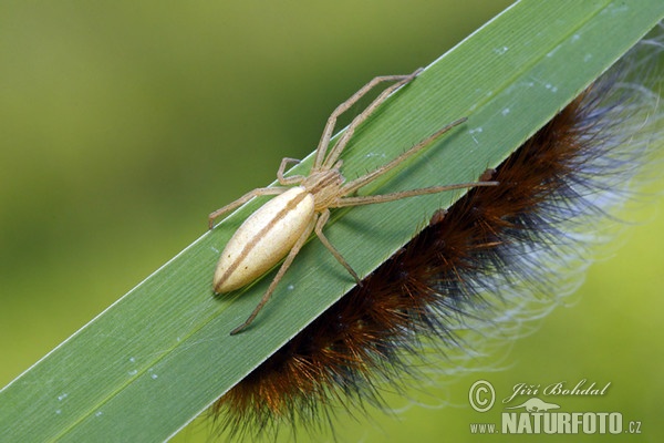 Laufspinne (Tibellus oblongus)