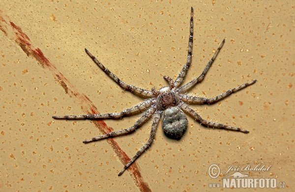 Laufspinne (Philodromus margaritatus)