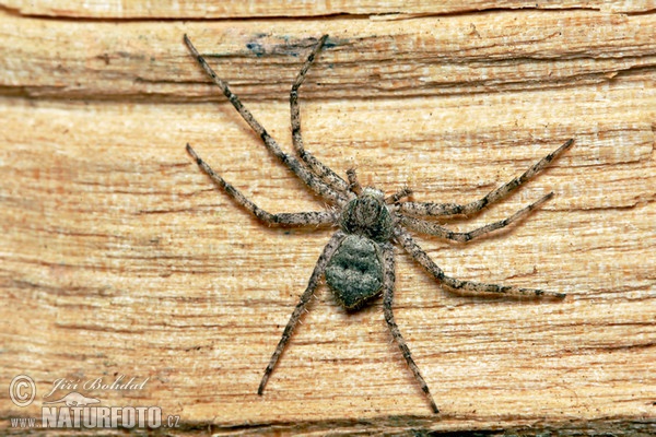 Laufspinne (Philodromus margaritatus)