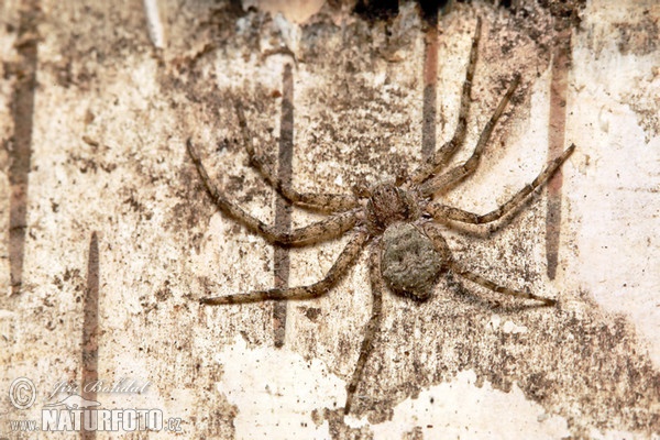 Laufspinne (Philodromus margaritatus)