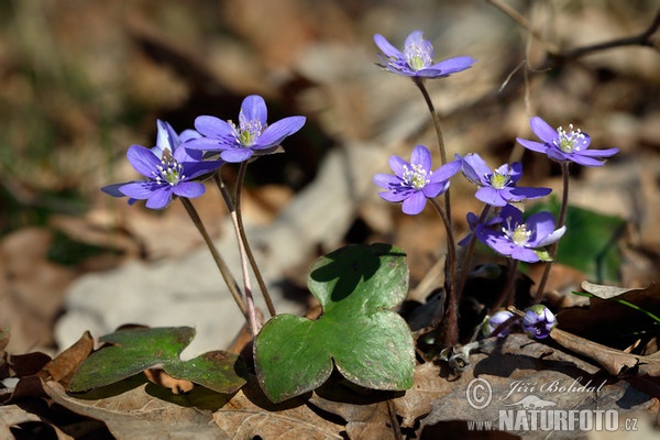 Leberblümchen (Hepatica nobilis)