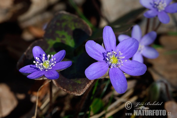 Leberblümchen (Hepatica nobilis)