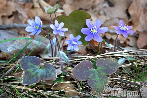 Leberblümchen (Hepatica nobilis)