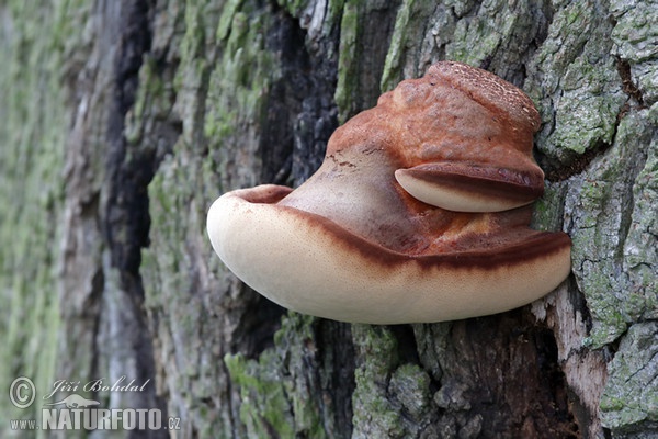 Leberreischling (Fistulina hepatica)