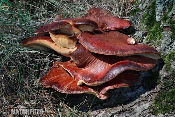 Leberreischling (Fistulina hepatica)