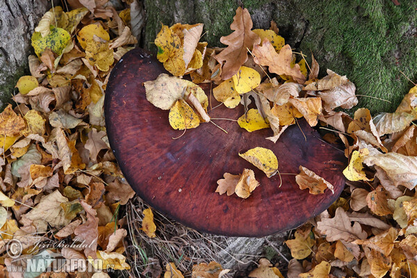 Leberreischling (Fistulina hepatica)