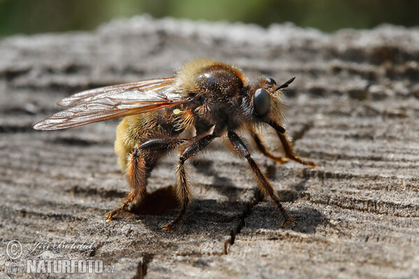 Lebewesen (Laphria flava)