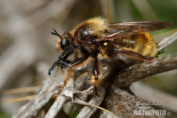 Lebewesen (Laphria flava)