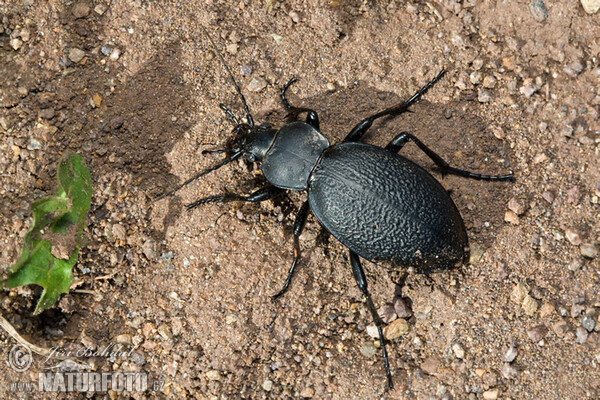 Lederlaufkäfer (Carabus coriacerus)