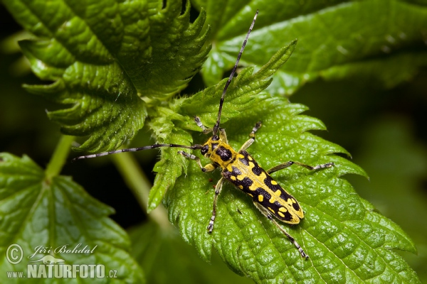 Leiterbock (Saperda scalaris)