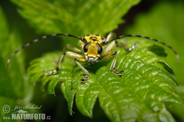 Leiterbock (Saperda scalaris)