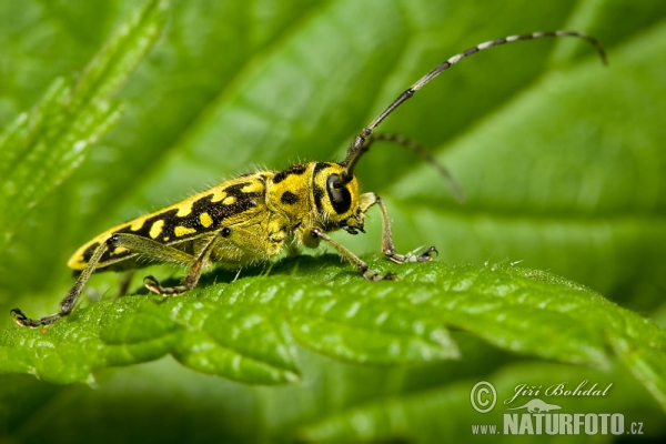 Leiterbock (Saperda scalaris)