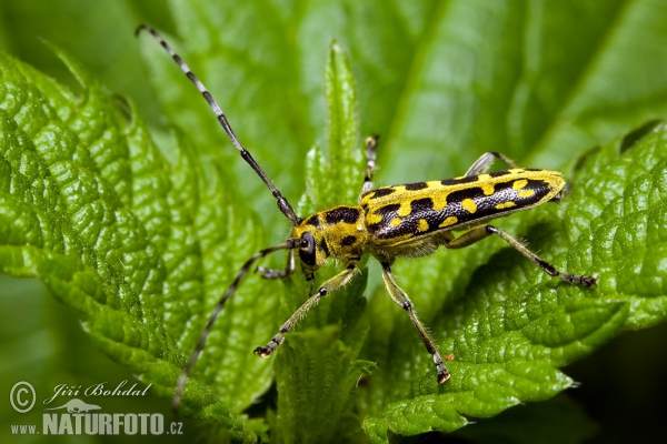 Leiterbock (Saperda scalaris)