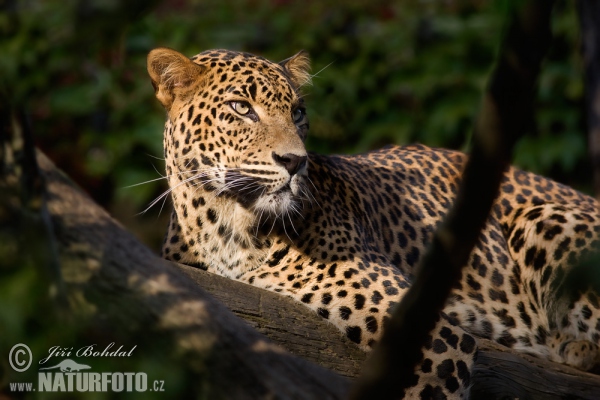 Leopard (Panthera pardus kotiya)