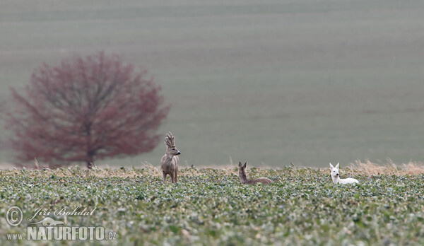 Leuzistische Ricke (Capreolus capreolus)