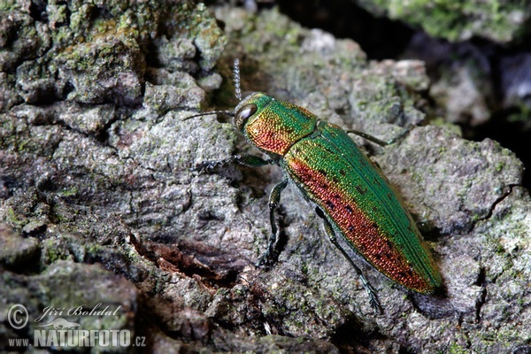 Lindenprachtkäfer (Lamprodila rutilans)