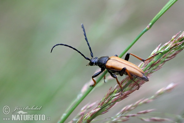 Longhorn Beetle (Leptura rubra)