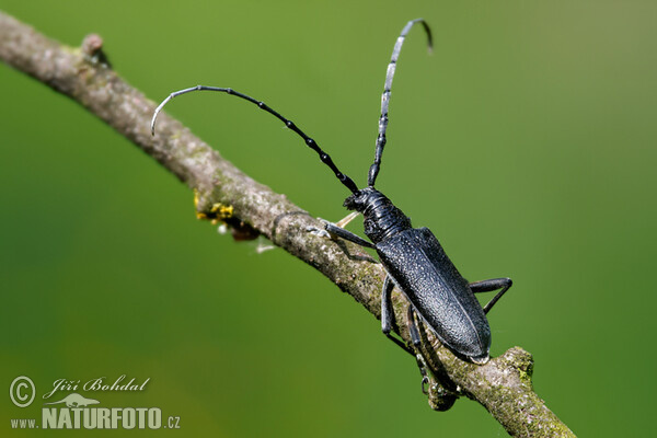 Longhornkäfer (Cerambyx scopolii)