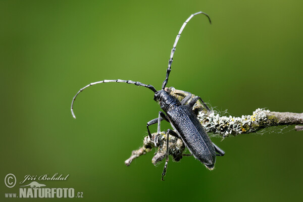 Longhornkäfer (Cerambyx scopolii)