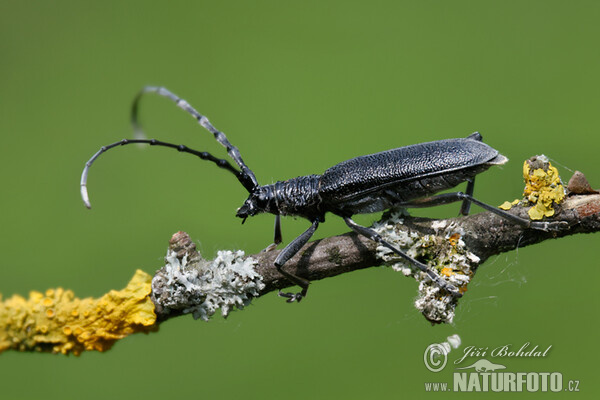 Longhornkäfer (Cerambyx scopolii)