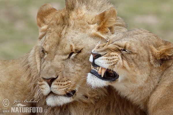 Löwe (Panthera leo)