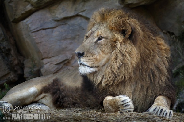 Löwe (Panthera leo)