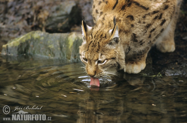 Luchs (Lynx lynx)