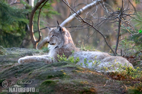 Luchs (Lynx lynx)