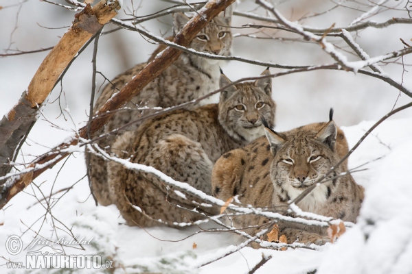 Luchs (Lynx lynx)