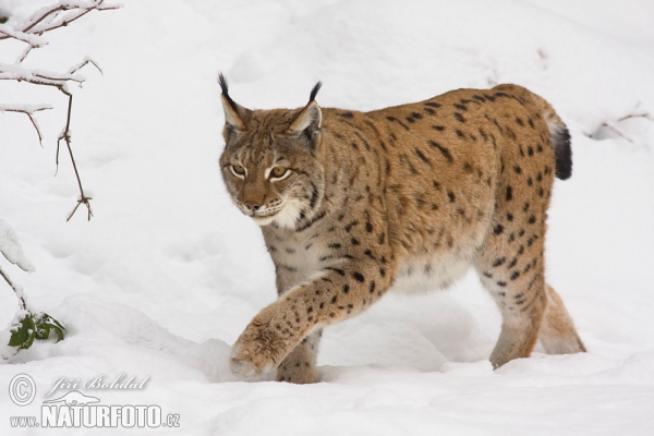 Luchs (Lynx lynx)