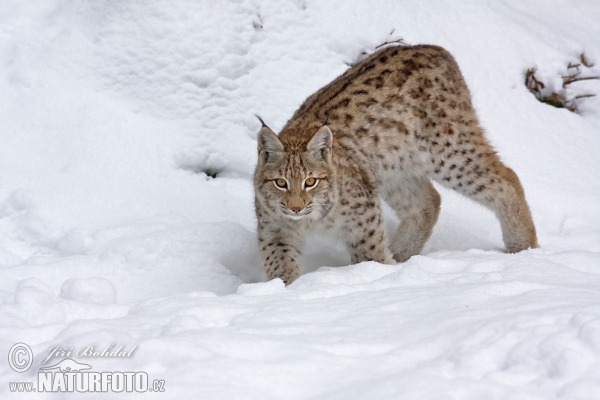 Luchs (Lynx lynx)