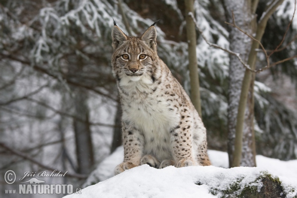 Luchs (Lynx lynx)