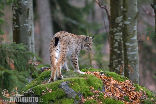 Luchs (Lynx lynx)