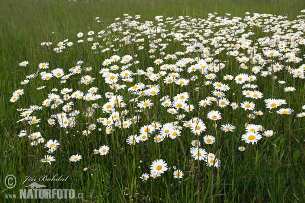 Magerwiesen-Margerite (Leucanthemum vulgare)