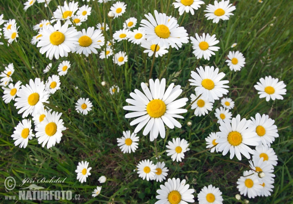 Magerwiesen-Margerite (Leucanthemum vulgare)