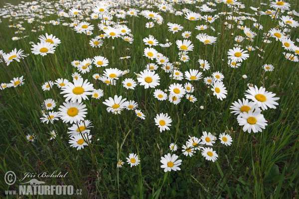 Magerwiesen-Margerite (Leucanthemum vulgare)