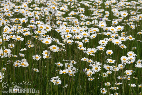 Magerwiesen-Margerite (Leucanthemum vulgare)