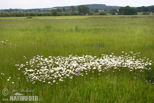 Magerwiesen-Margerite (Leucanthemum vulgare)