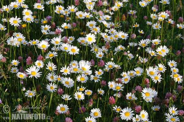 Magerwiesen-Margerite (Leucanthemum vulgare)