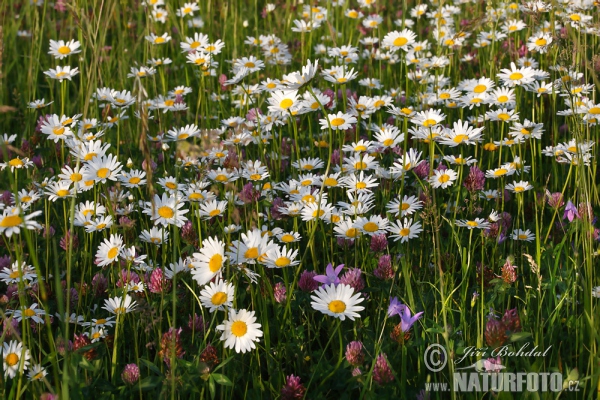 Magerwiesen-Margerite (Leucanthemum vulgare)