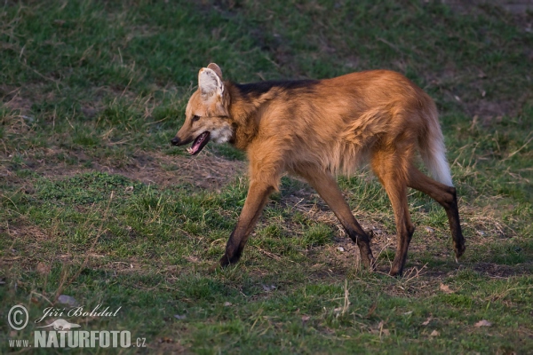 Mähnenwolf (Chrysocyon brachyurus)