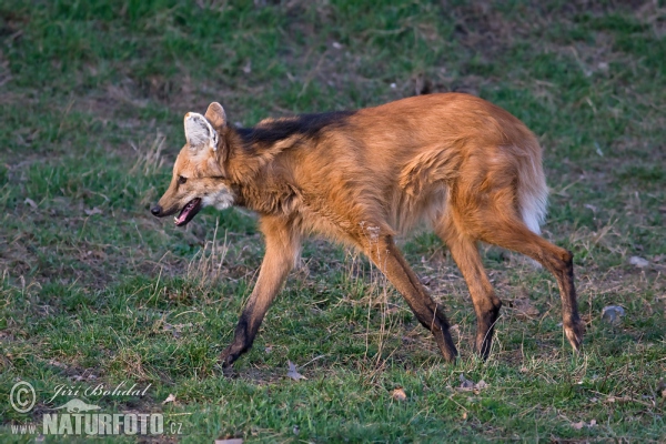 Mähnenwolf (Chrysocyon brachyurus)