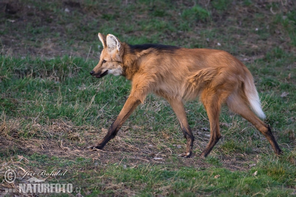 Mähnenwolf (Chrysocyon brachyurus)