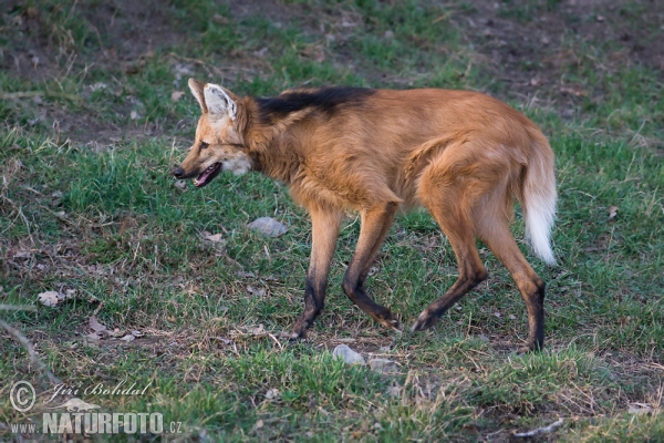 Mähnenwolf (Chrysocyon brachyurus)