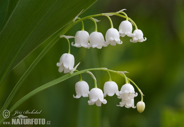 Maiglöckchen (Convallaria majalis)