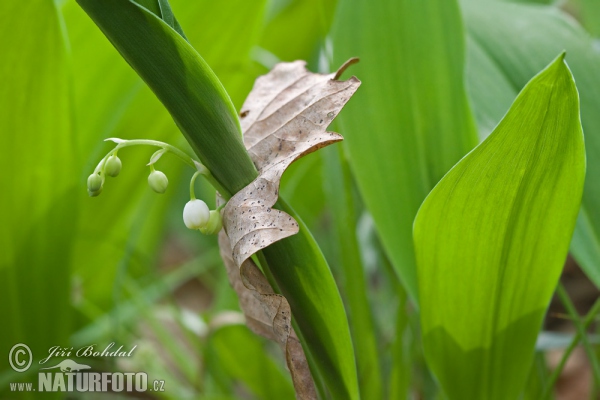 Maiglöckchen (Convallaria majalis)