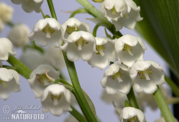 Maiglöckchen (Convallaria majalis)