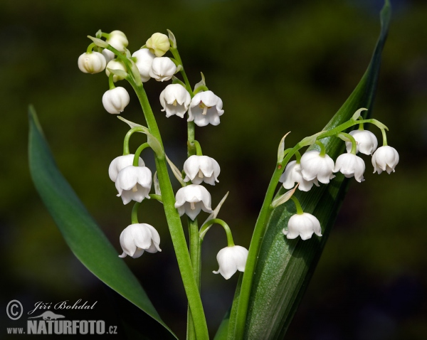 Maiglöckchen (Convallaria majalis)